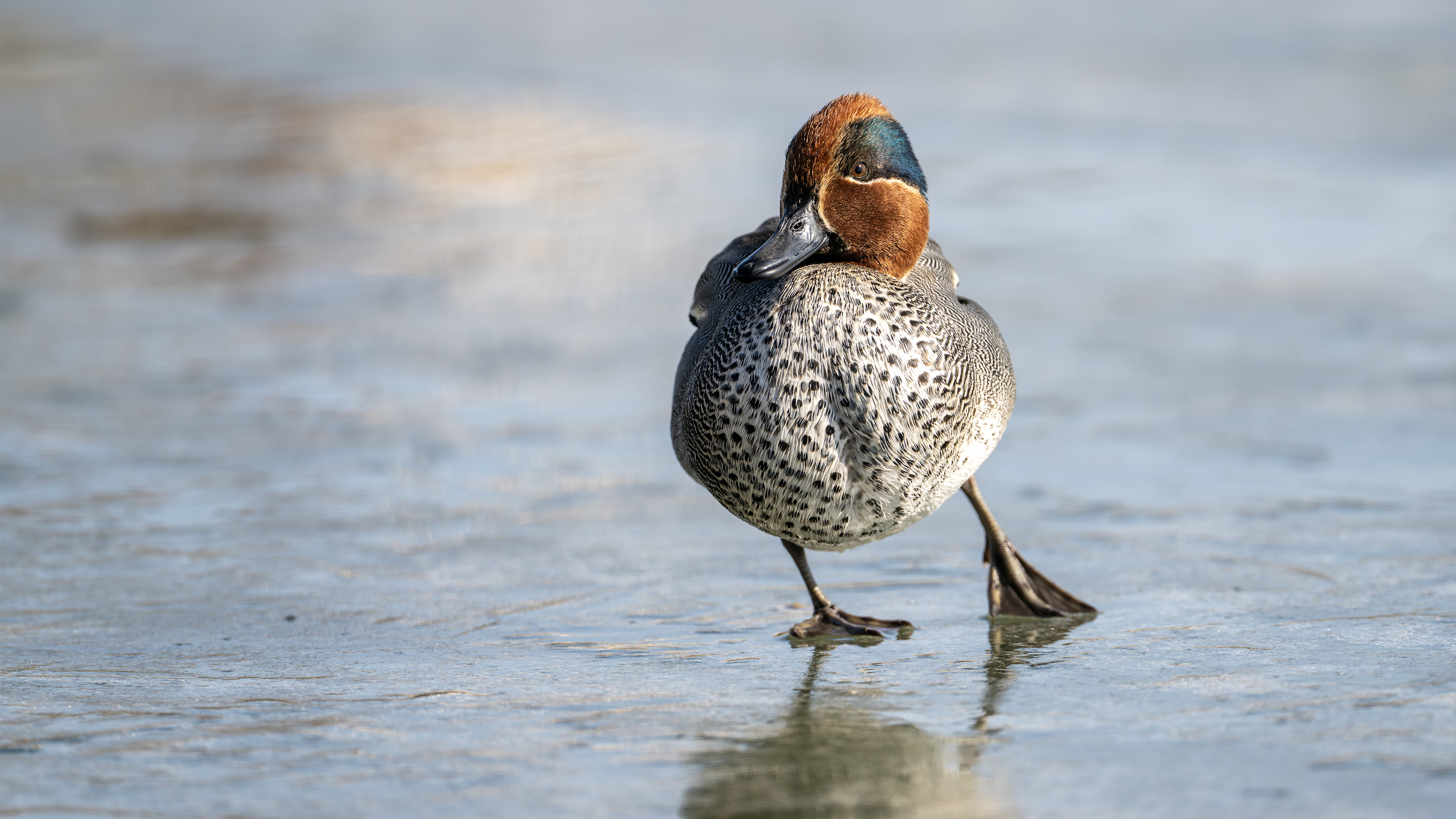 Green-winged Teal